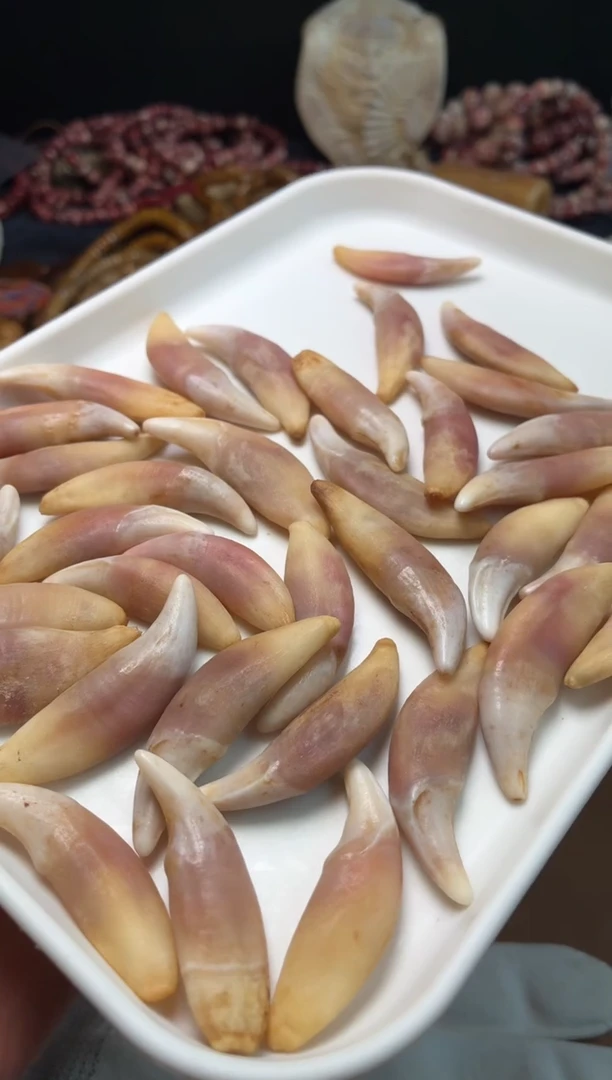 狗牙手串/手链p1355 狗牙 浓血色