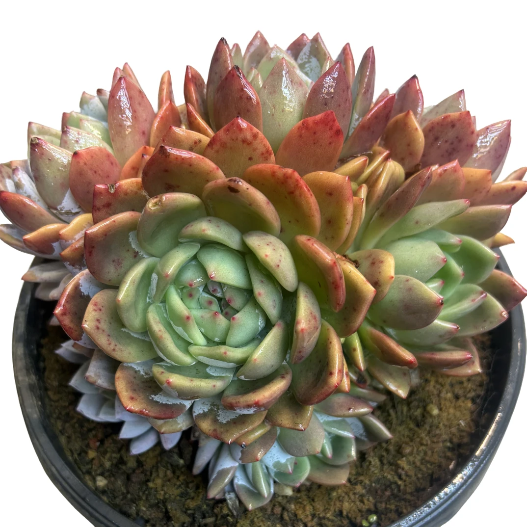 （橙梦露大群）整装老桩飘枝盆栽盆景多肉