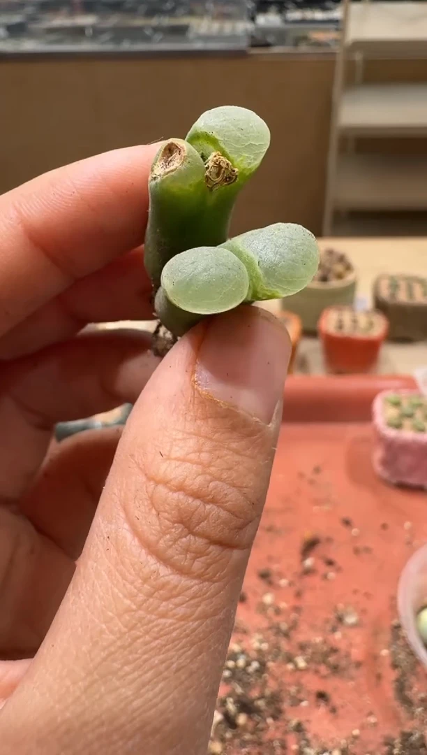 14-263多肉植物肉锥