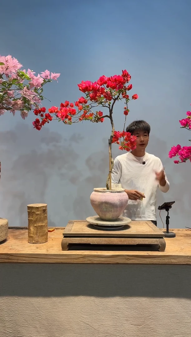 全部花朵文*米三角梅1