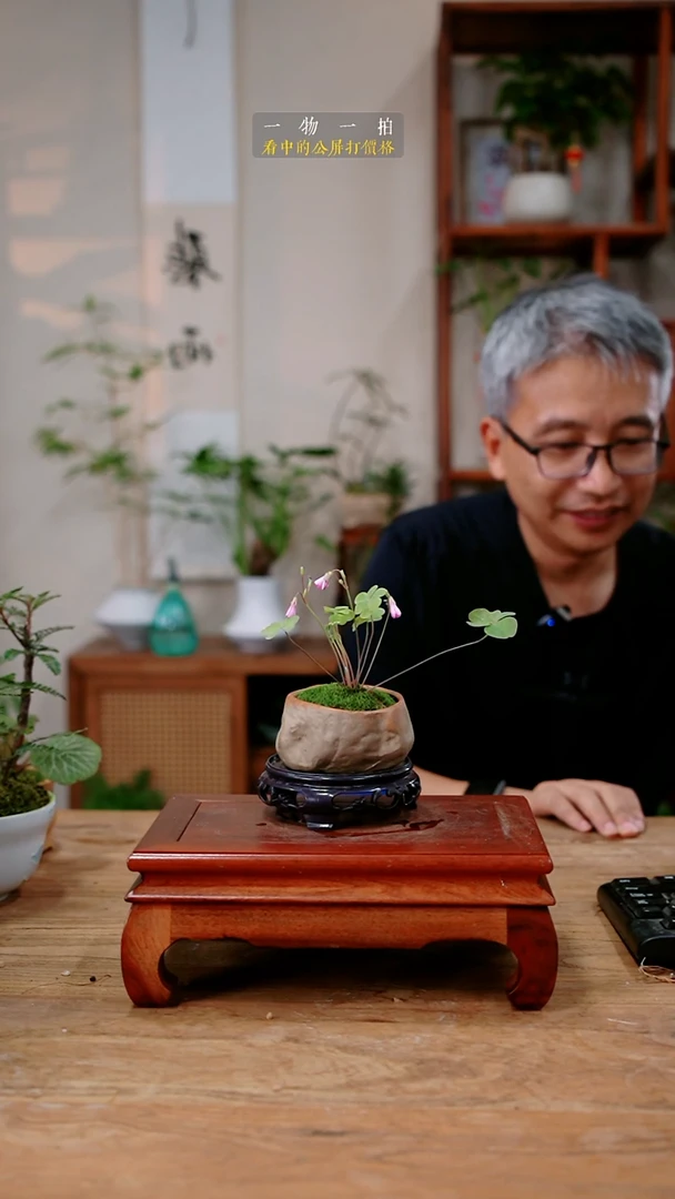 不开花植物一****锁三叶草425
