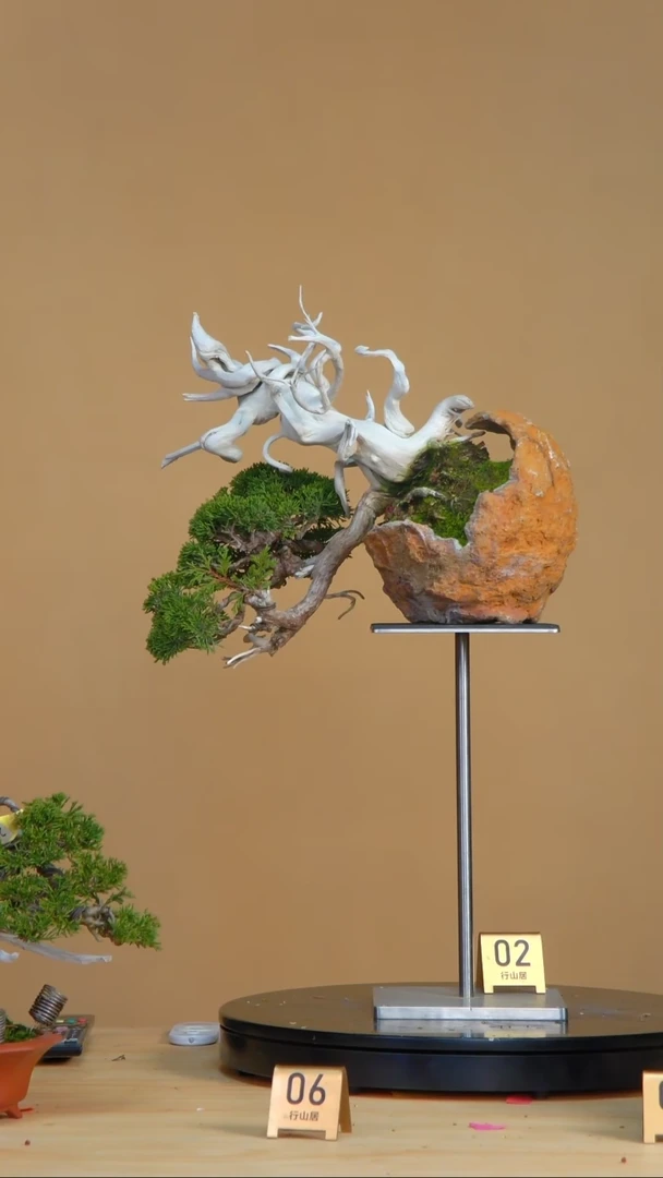 【闪购商品】盆景10225