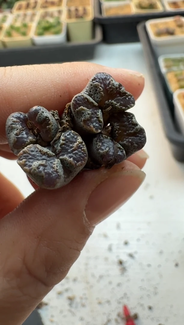 【闪购商品】17-350