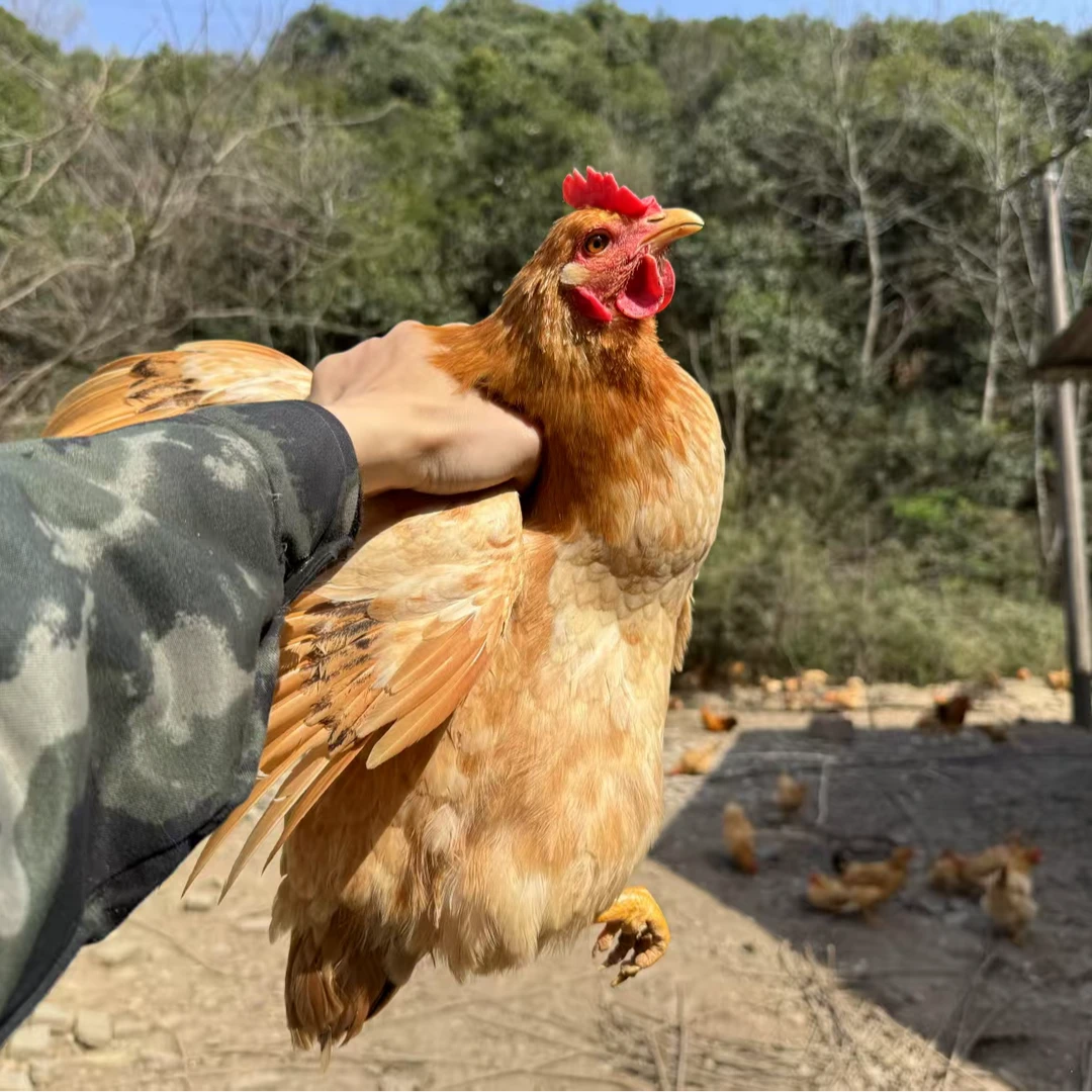 皖南土母鸡 到手不低于九斤