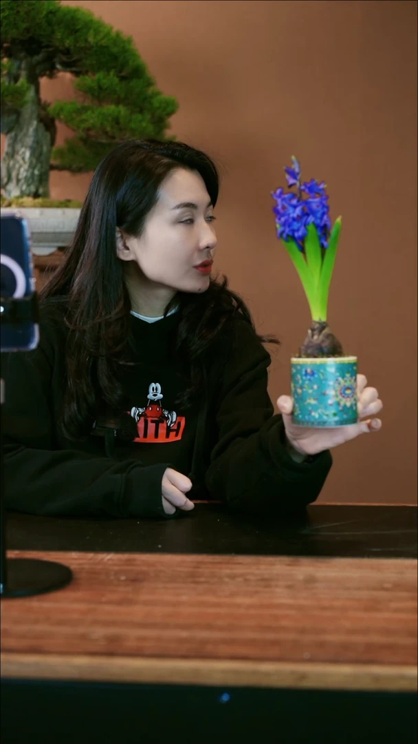 【闪购商品】盆景风信子