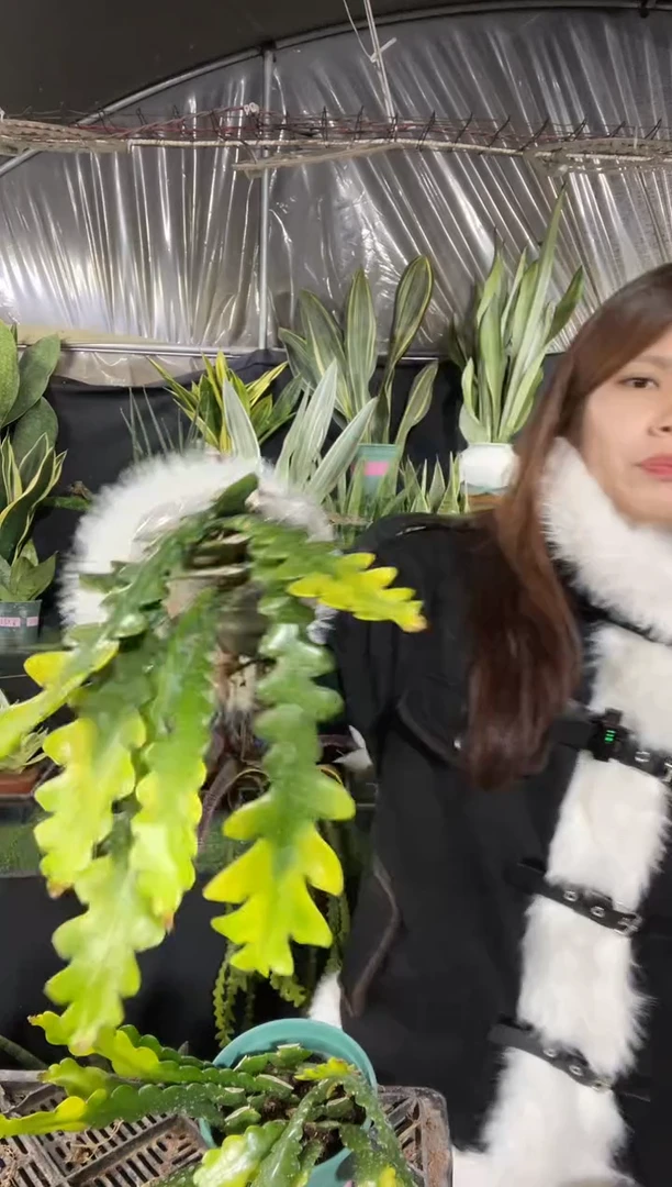 【闪购商品】黄金鱼骨9.9{脱土包5棵}