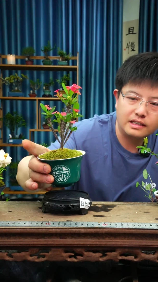 无花朵苔藓微景观860号