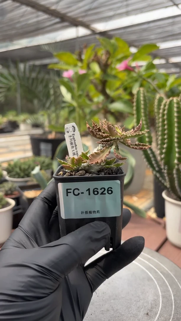 圣玛丽角大戟FC-1626