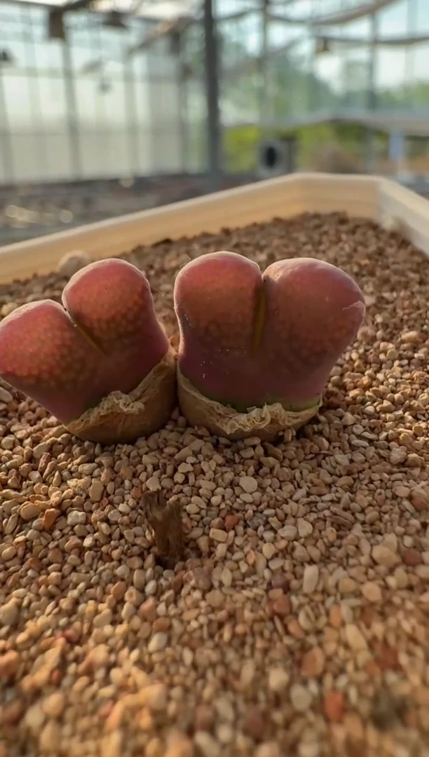 美丽的肉石头10-286覆盆子