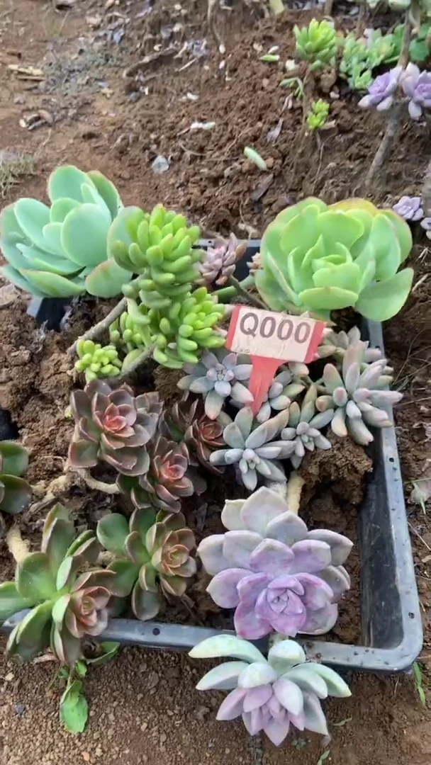 Q000多肉组合默认脱土发货