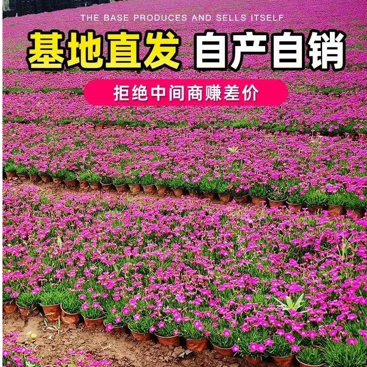 欧石竹花苗四季开花多年生耐寒耐旱庭院盆栽（5颗包邮，拍5发6）