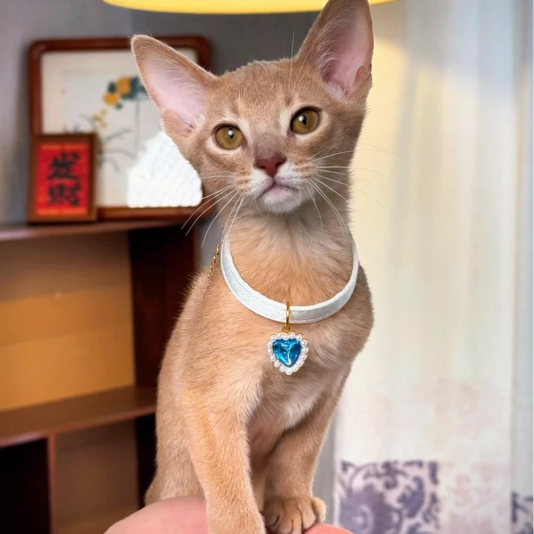 【喵佬板阿比西尼亚猫】精品可爱阿比猫咪链接
