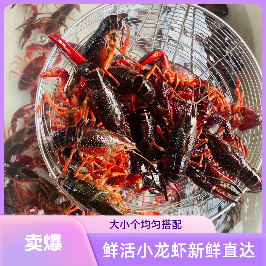 鲜活小龙虾 / 9成肉品质货 /1500g-2500g