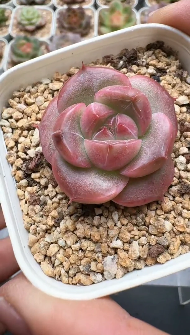 243C云禹多肉植物 带盆土纸巾打包 3颗包邮