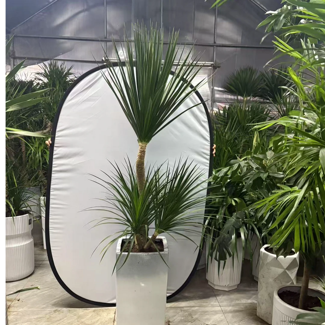 双层黑珍珠适合室内摆放