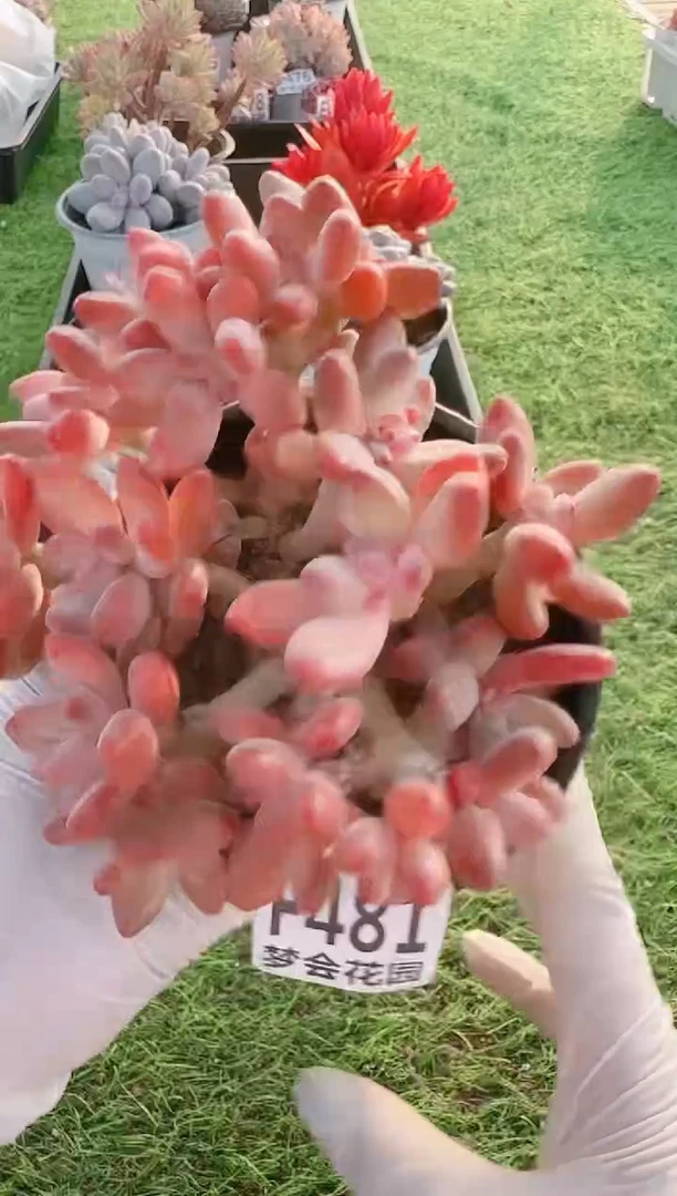 【闪购商品】梦会多肉一物一拍