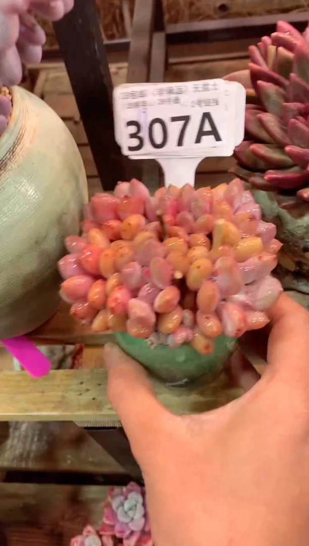 307A（一物一拍，精品多肉，w所见即所得 ）