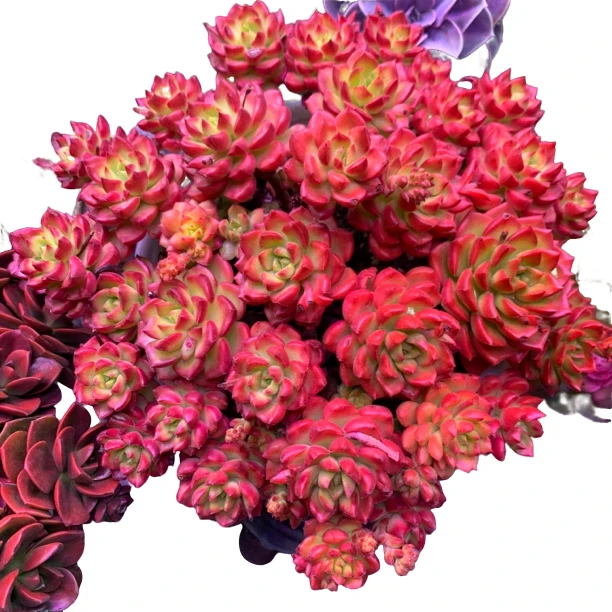 大群爱马仕玫瑰新手好养 庭院 阳台 多肉植物