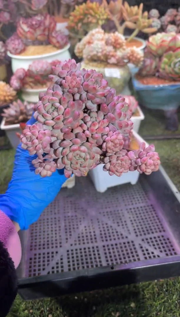 【闪购商品】06377