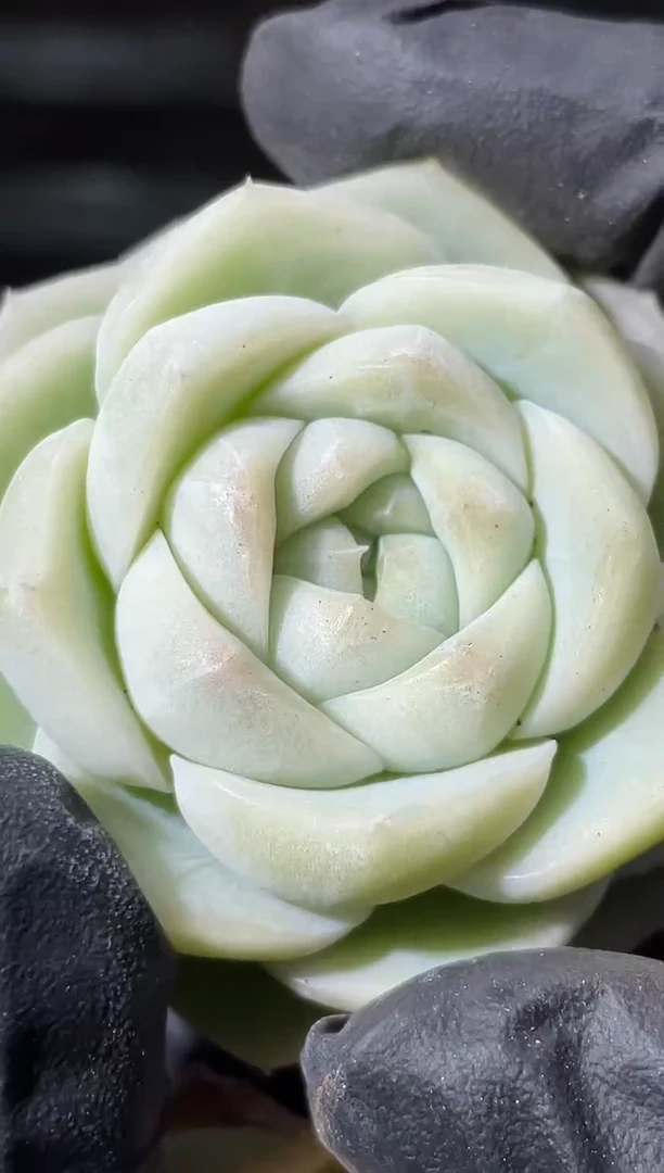 25-48大白糯4-5厘米量拍发一颗