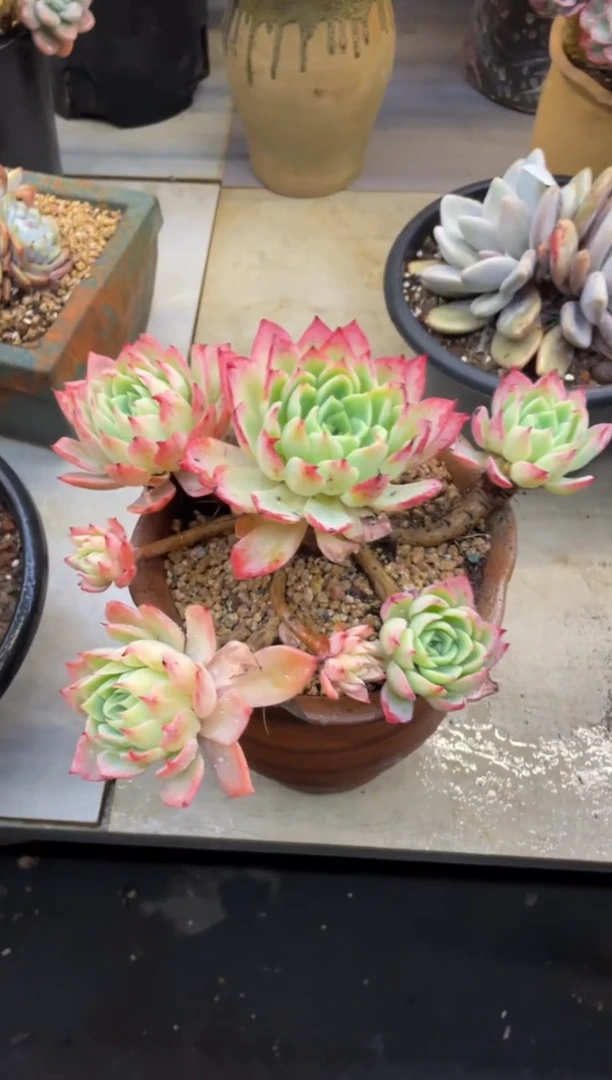 【闪购商品】193三色堇