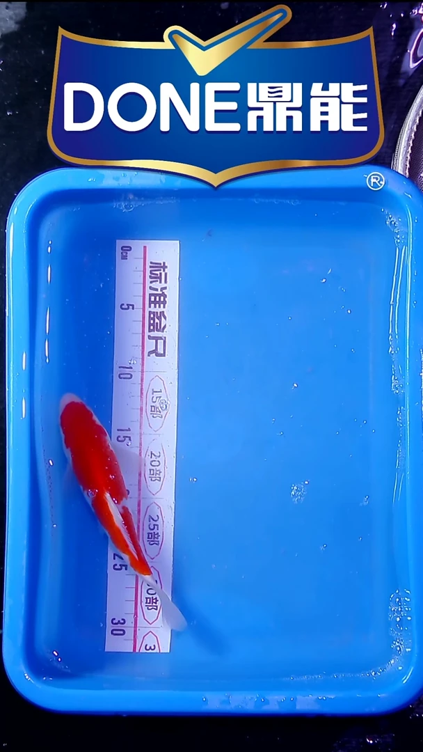 锦鲤直播间菁选 对版发货 17号