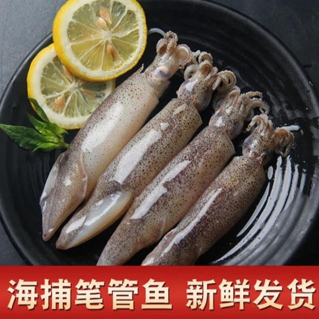 鲜活速冻 当季鲜嫩美味 灯光渔船海捕 海兔 笔管鱿鱼顺丰冷链包邮