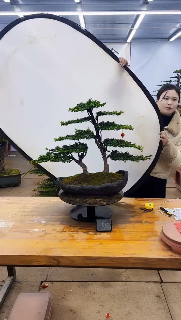 【闪购商品】高端盆景一物一拍，所见即所得