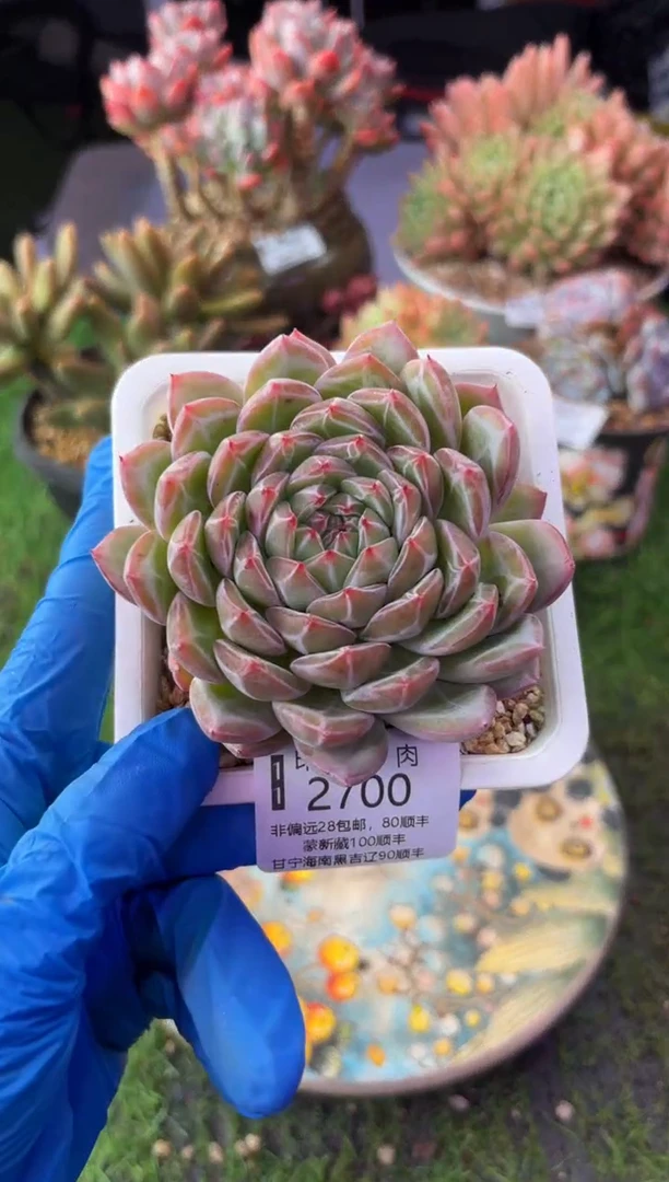 昆明印象多肉2700