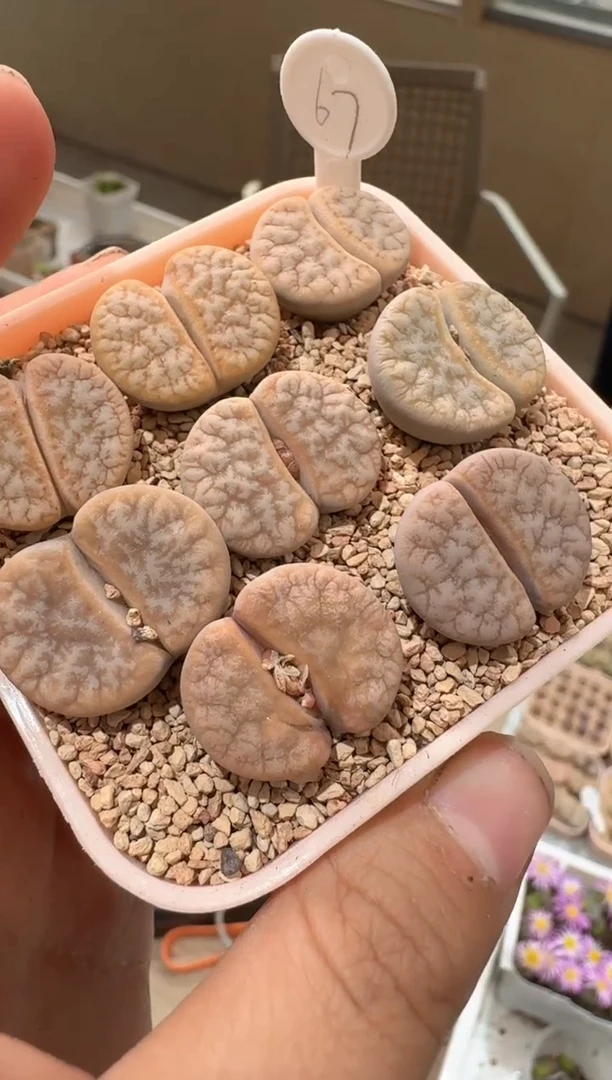 23-21多肉植物肉锥拿铁一颗