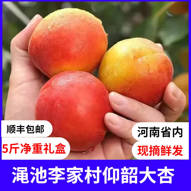 渑池仰韶大杏5斤整箱李家村果园当季新鲜水果酸甜鲜摘顺丰包邮