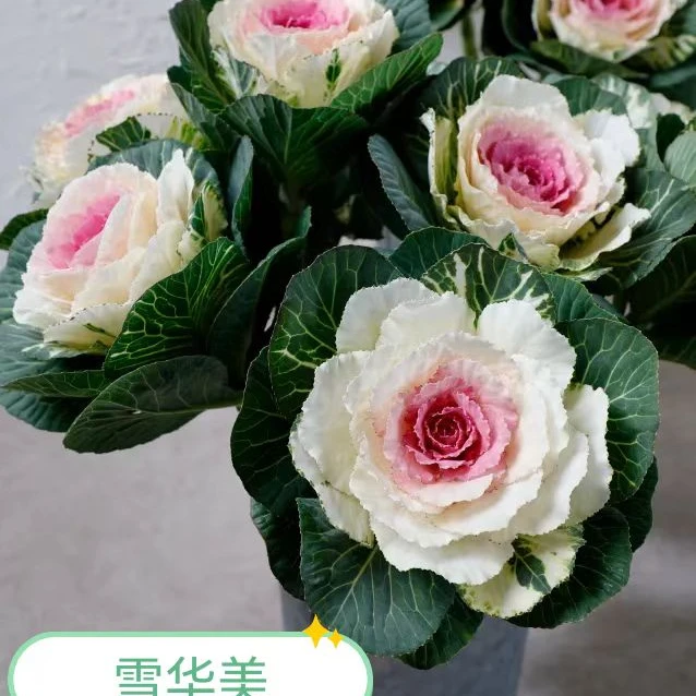 羽衣甘蓝华美系列（高杆切花型混色20粒）