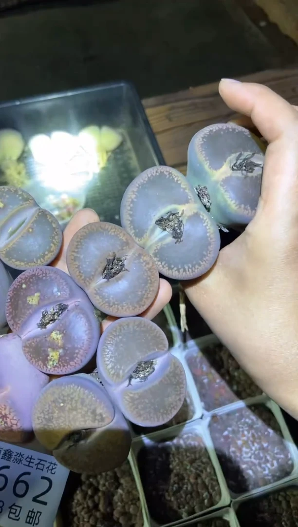 【闪购商品】8662特价巨无霸有疤痕瑕疵发货1颗量拍