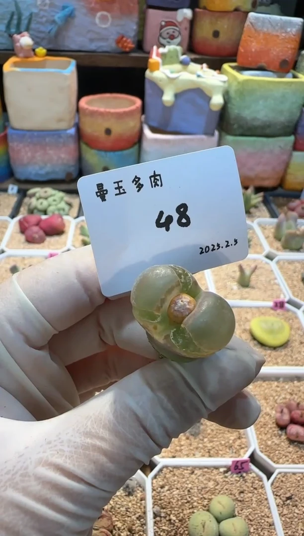 【闪购商品】25.2.5-48