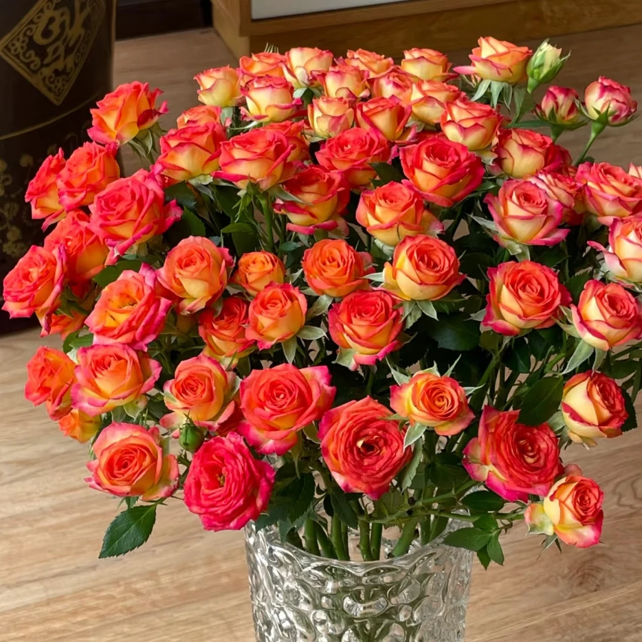 【爱丽丝泡泡&金枝玉叶】 北方玫瑰 花期持久 产地直发 顺丰包邮