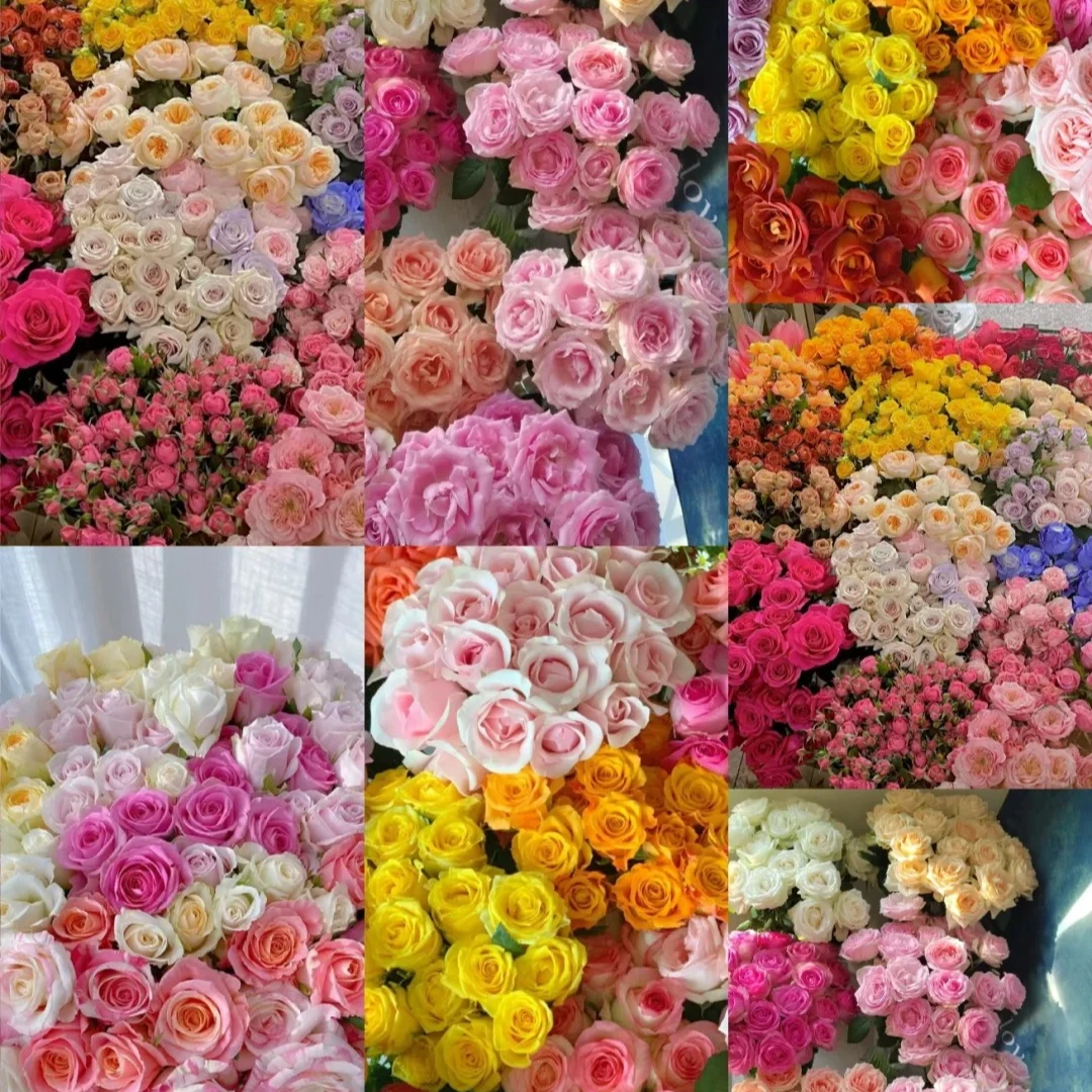 【随机鲜花】玫瑰 云南昆明斗南基地直发现采现发