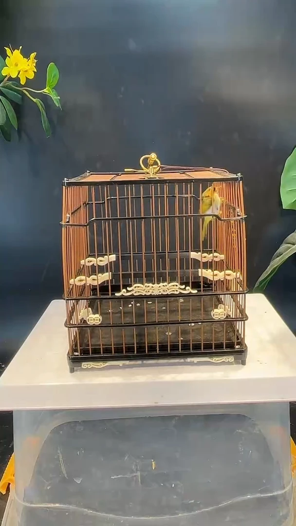 4号   棕脸鹟莺养笼0元起拍