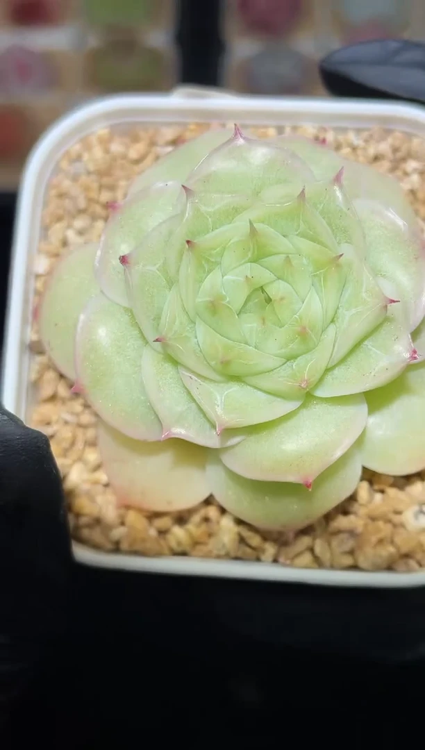 闪购2649 梨花白多肉一颗  4-4.5厘米