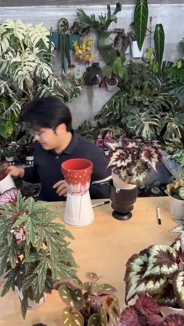 完全开放8877耶诞嘉年华