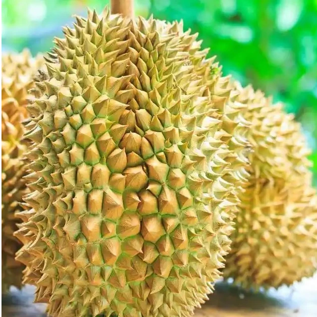 【3】【一果一拍】泰国新鲜金枕空运榴莲1.5kg核小金枕泰国