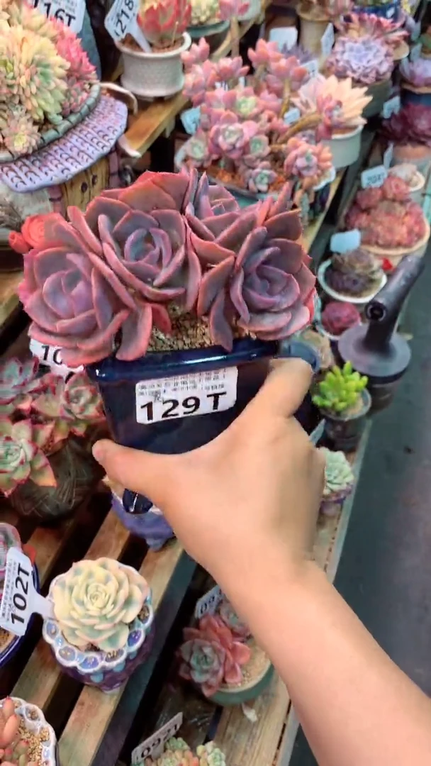 129T（一物一拍实付满28发货，默认不带盆土）