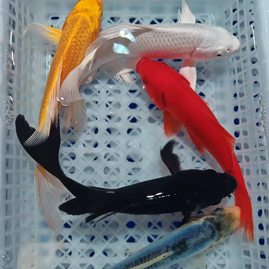 【五福临门】10-12厘米黄白红黑德系各1条共5条冷水鱼萌活体观赏鱼