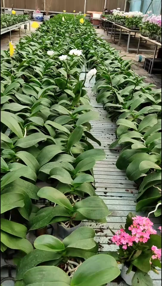 大部分花苞少量开放托尼斯福利