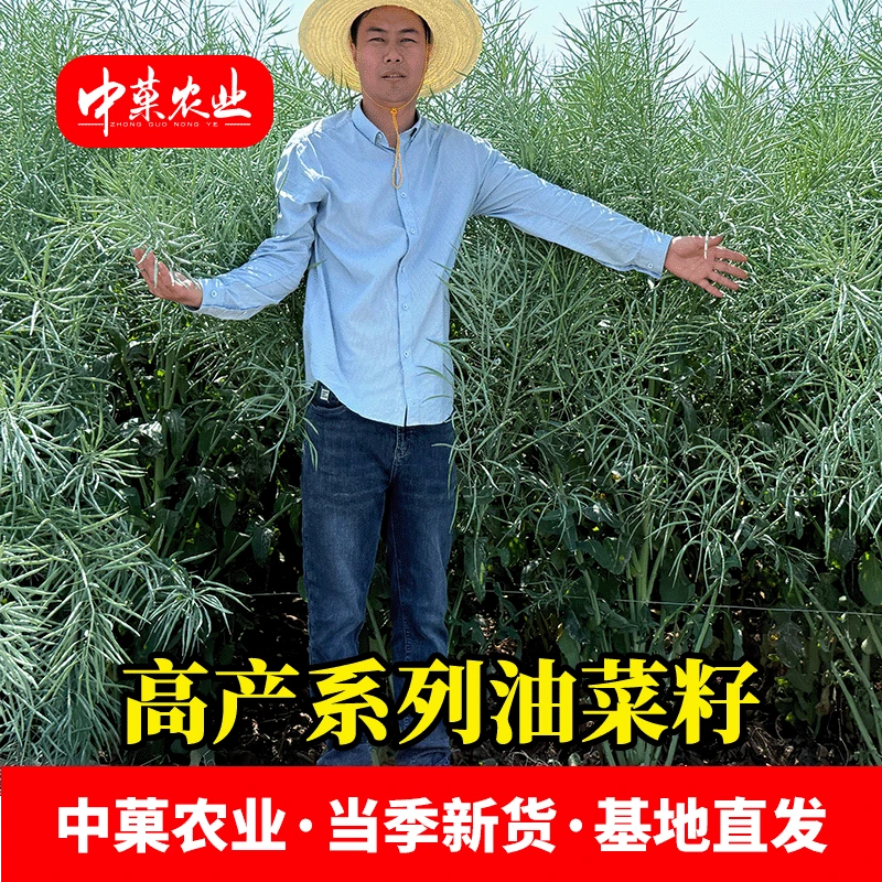 【中菓农业】渝黄21高产油菜种子抗病高产籽粒纯黄籽甘蓝型油菜种子