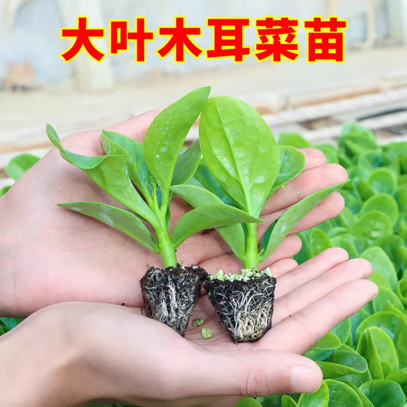 四季菜苗大叶肉厚木耳菜苗爬藤蔬菜纯天然秧苗豆腐菜菜秧苗