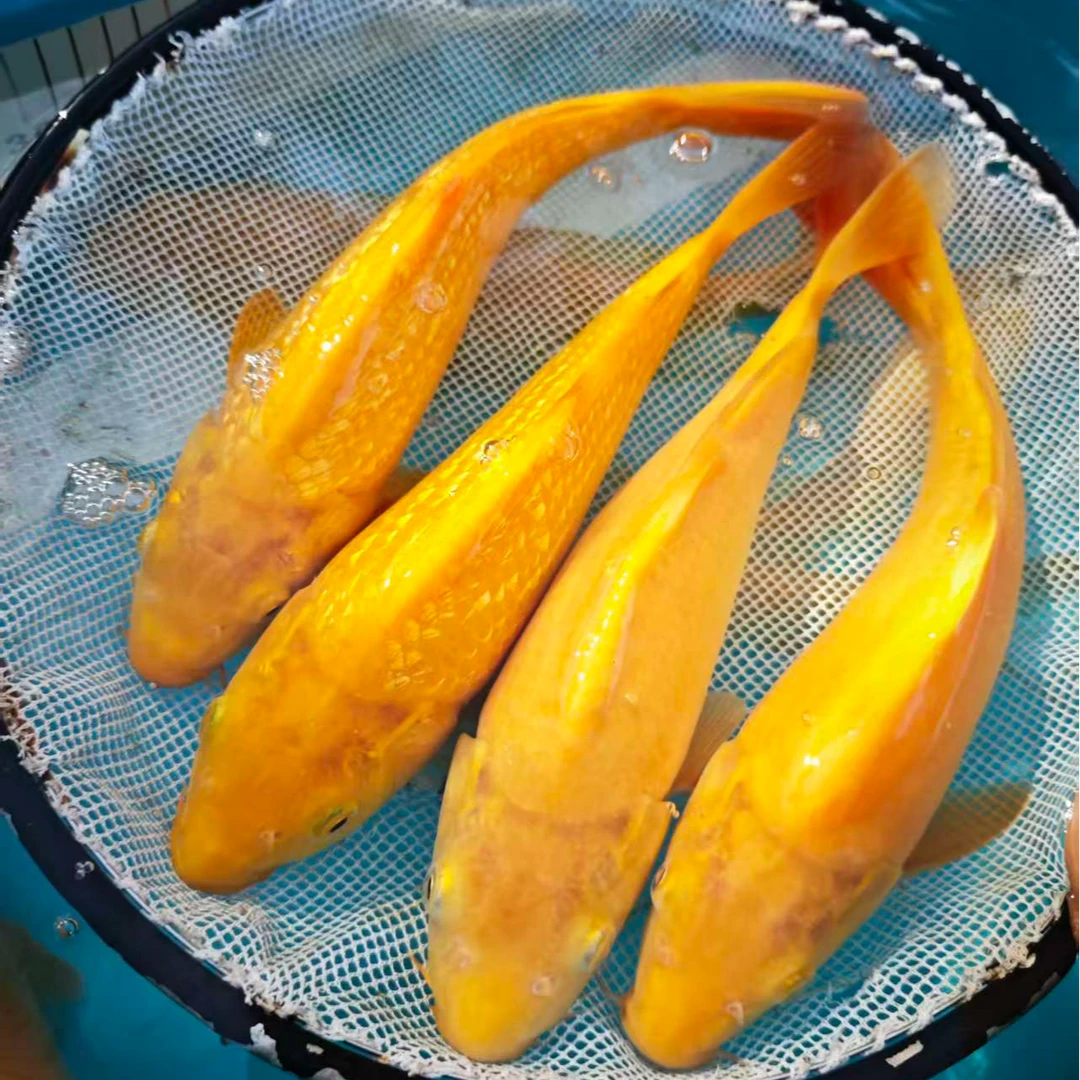 母鱼保证一对一挑：东海芥子/东海黄猿 顺丰全国到付