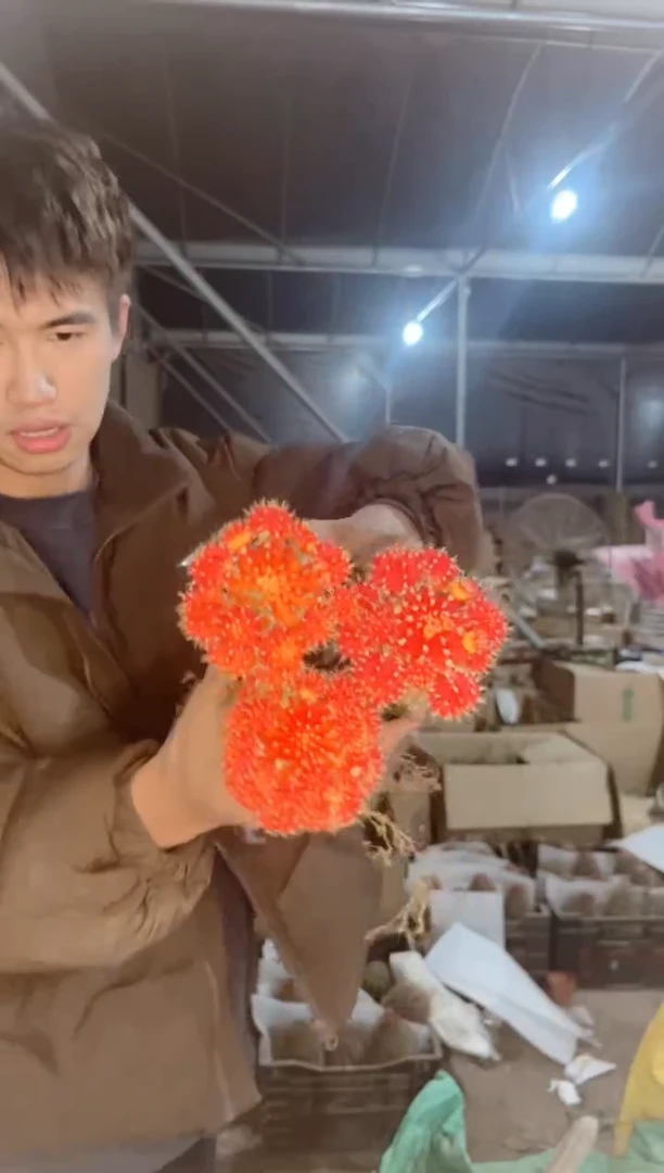 【闪购商品】3颗 红牡丹【嫁接】