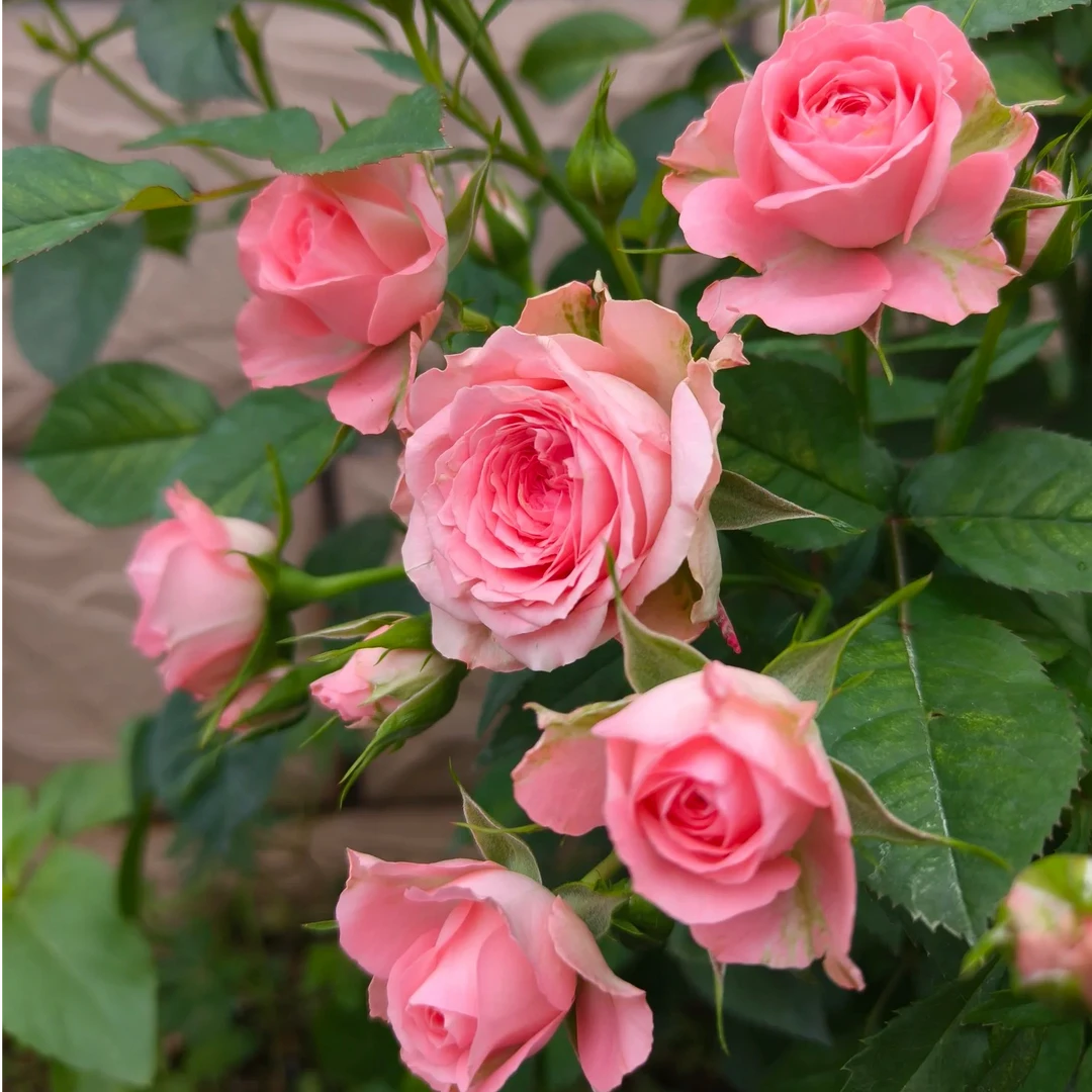 （月季）诺娃棒棒糖一加仑带盆带土发