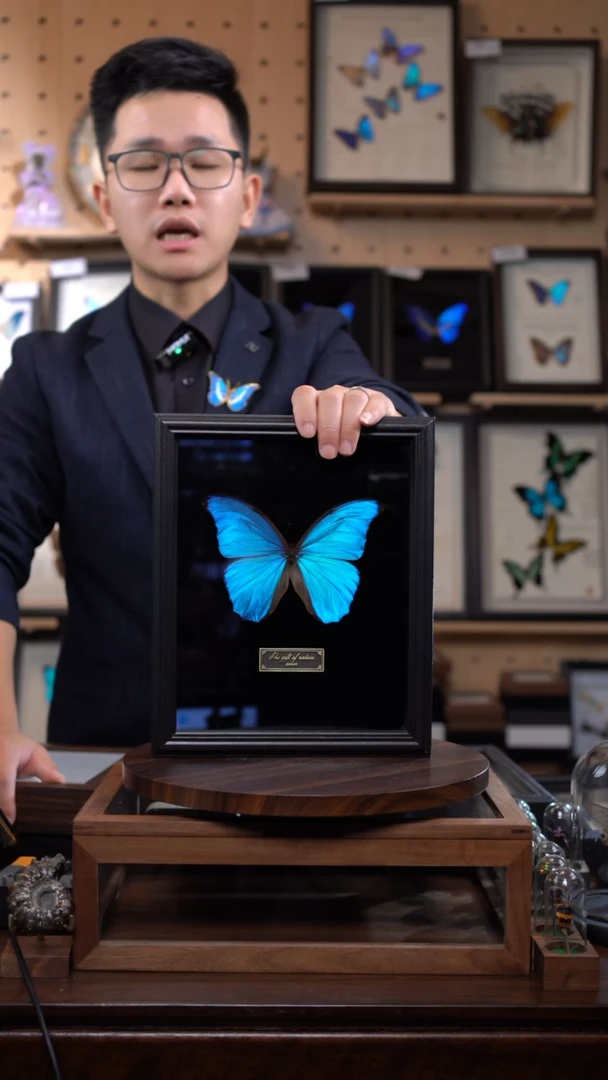 大蓝闪蝶10寸竖黑丝绒底带证书