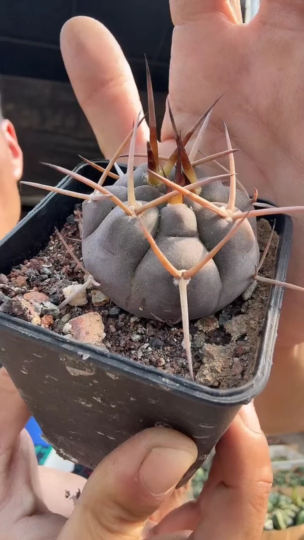 实生守金魔天龙39.99  配货看图